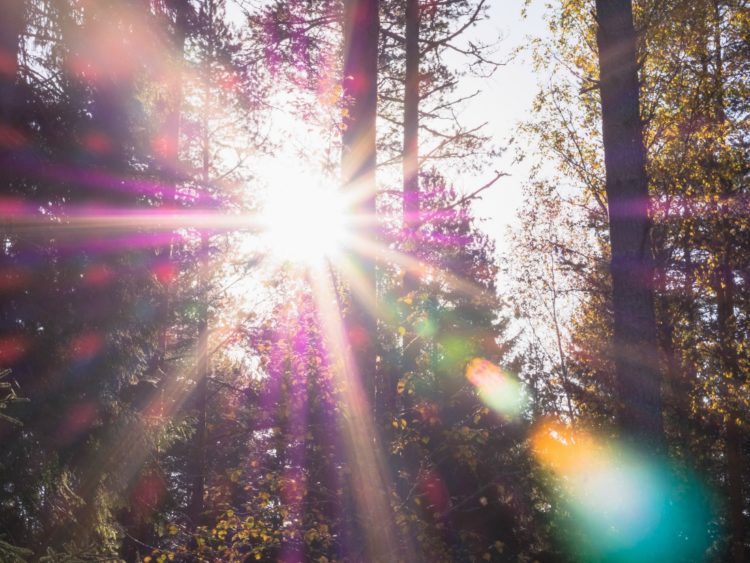 Weekend Reads #62 1 sunlight streaming through trees