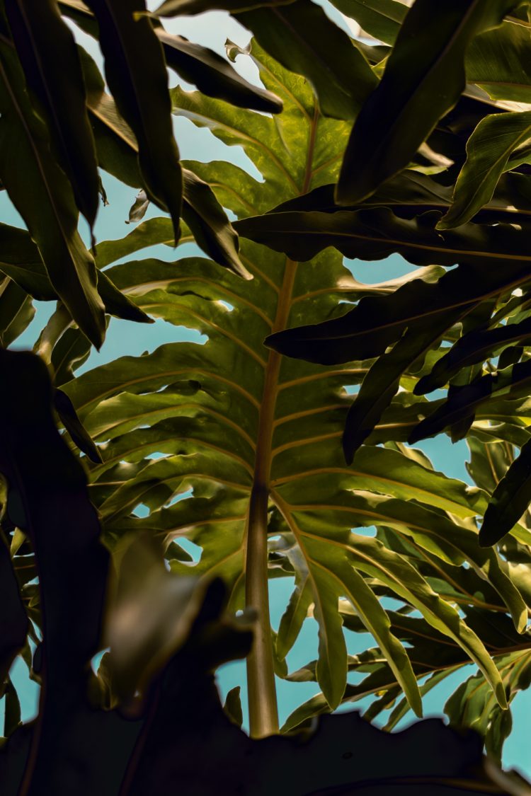 mars martinez BxFsOWty5gI unsplash